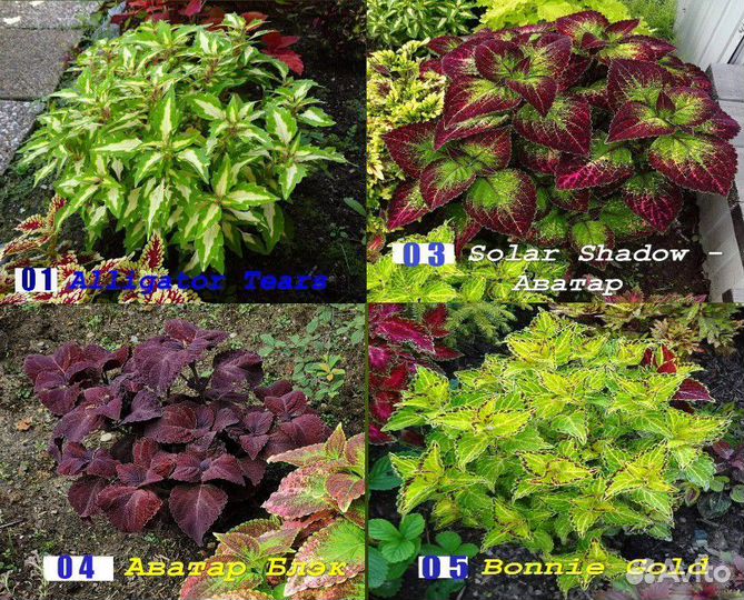 Колеусы вегетативные