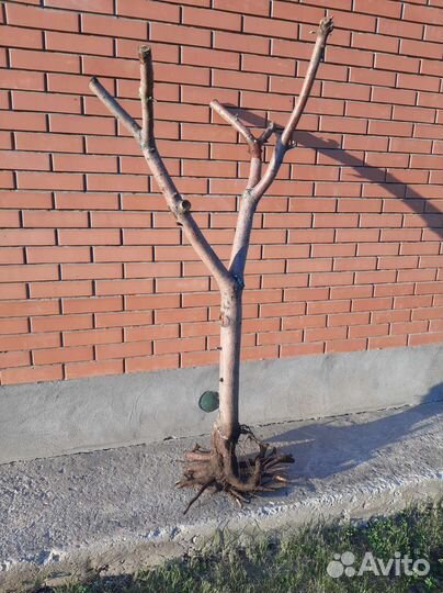 Дерево для интерьера