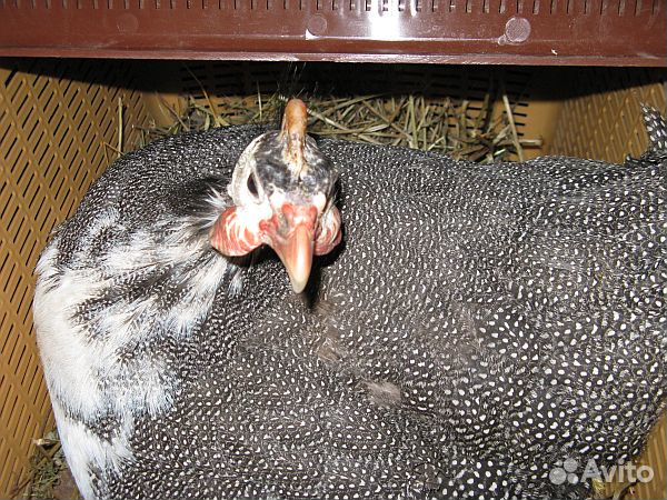 Яйцо Цесарки