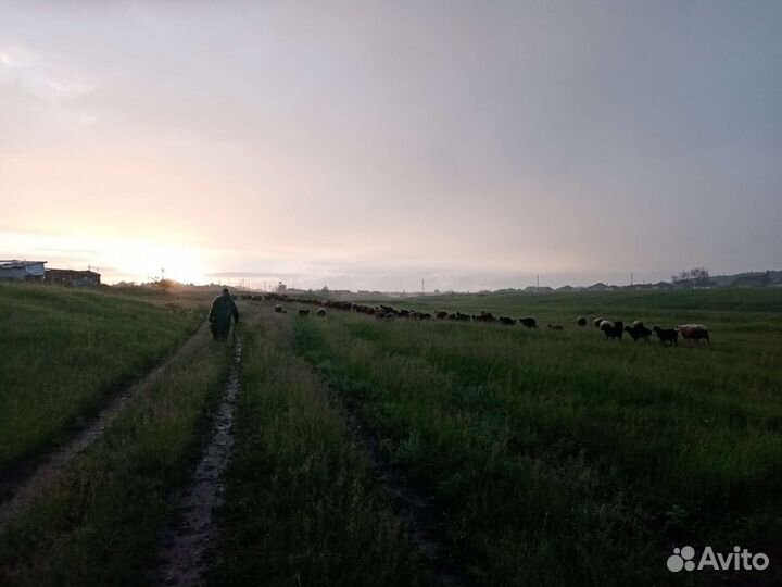Компаньон сотрудник овцефермы