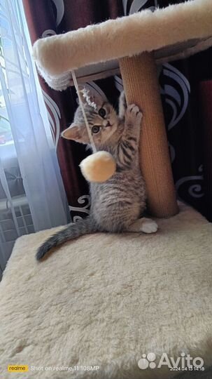 Британские котята