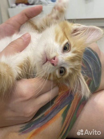 Котенок в добрые руки