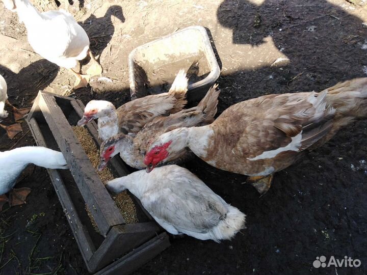 Семья гусей, семья индоуток