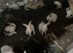 Кролики Полувеликаны