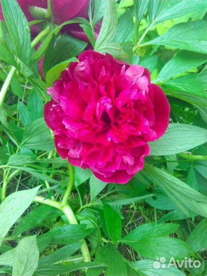 Пион Ред Шарм бордово-красный