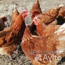 Курочки несушки молодки фермерские