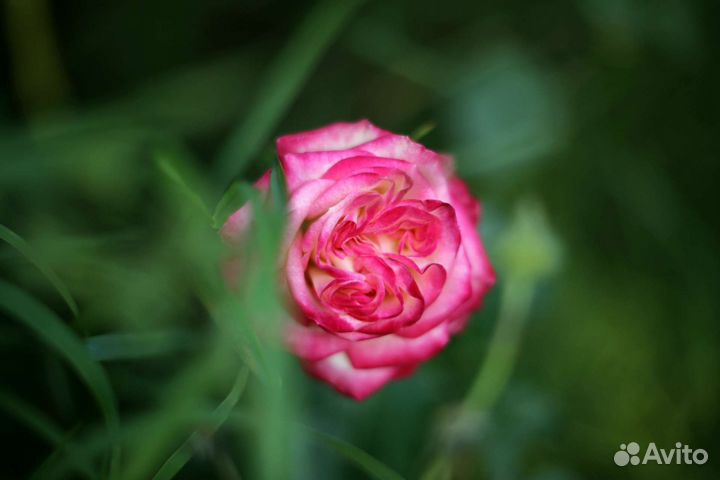 Автофокусный F92 от диапроэктора Лэти -60м