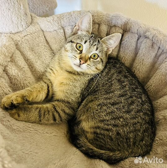 Милый котенок ищет дом