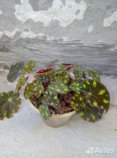 Бегонии разные