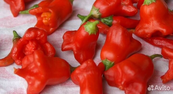 Семена редкого перца (дача, балкон,подоконник)