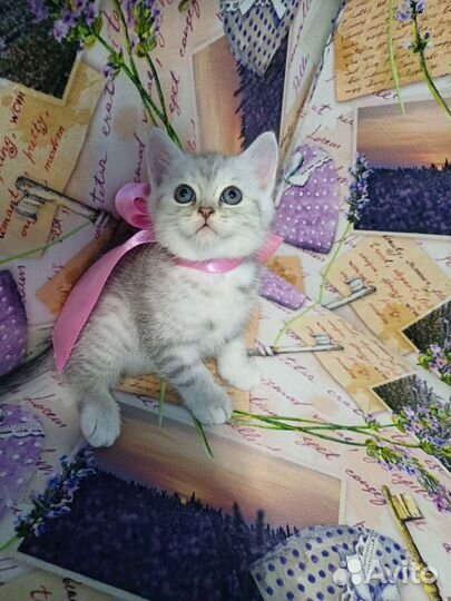 Шотландский котенок