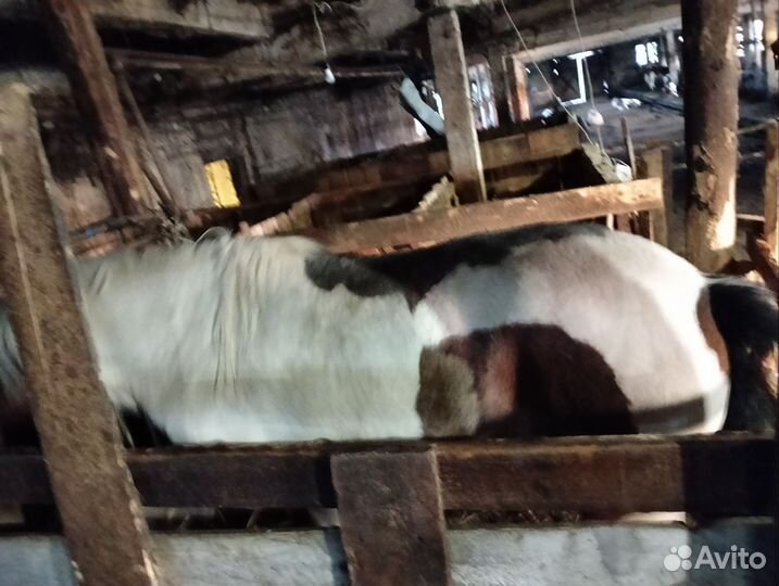 Продам лошадь