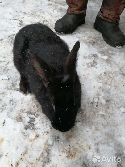 Кролик