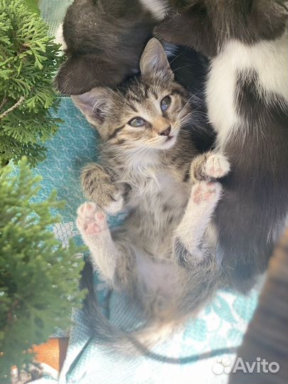 Котята в добрые руки 2 месяца