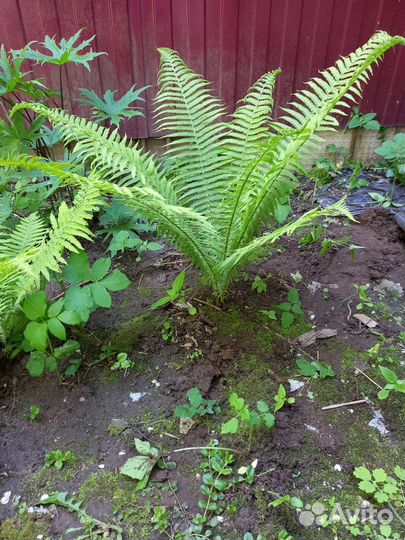 Папоротник садовый многолетник