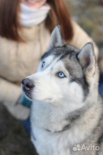 Красавица Хаски в добрые руки