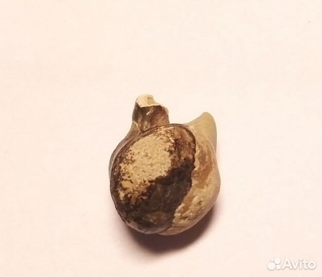 Окаменелость шаманский камень