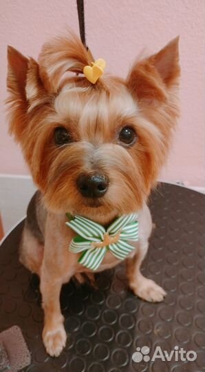 Стрижка собак и кошек