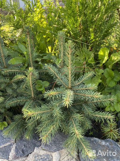 Ель Колючая (голубая)