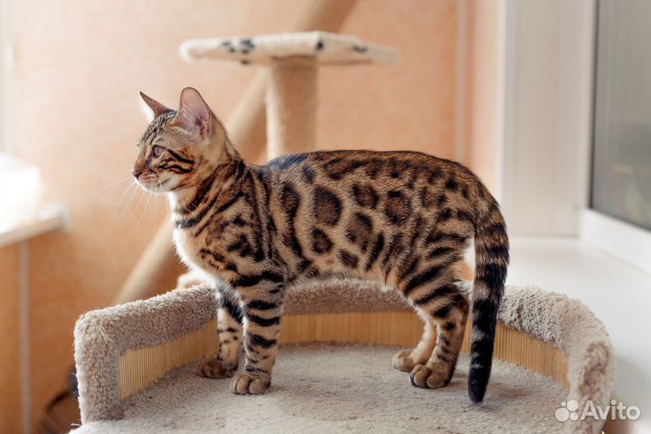 Бенгальские котята