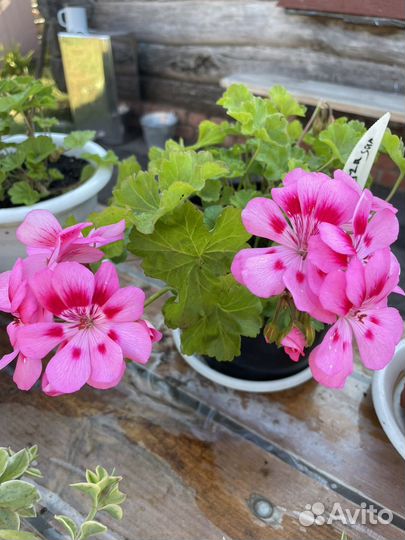 Пеларгония герань