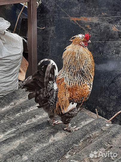 Молодые петухи