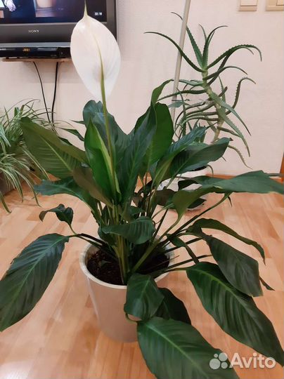 Спатифиллум