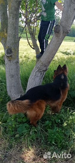 Немецкая овчарка. Вязка