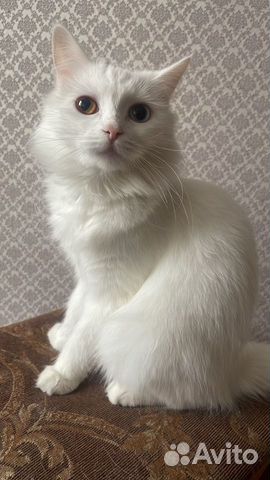 Кошка в дар (турецки ангора и британская микс ) объявление продам