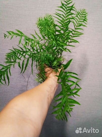 Нефролепис Princess