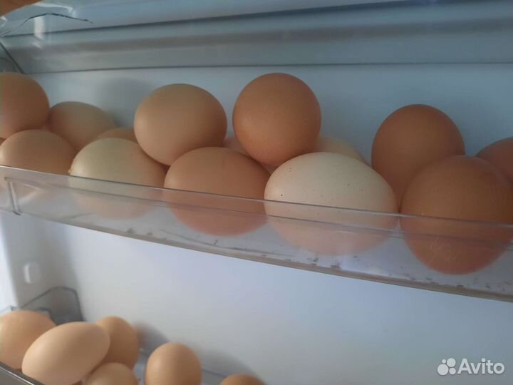 Домашние куриные яйца