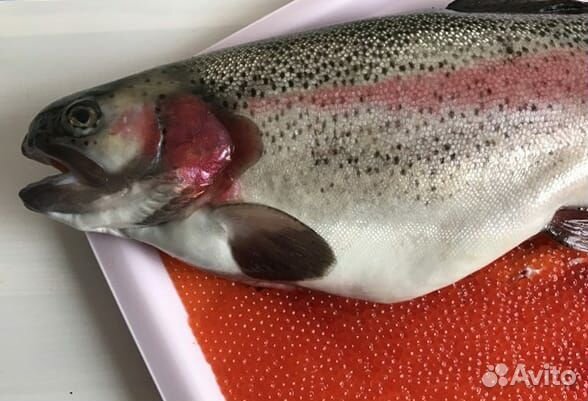 Форель охлажденная нпсг из Карелии
