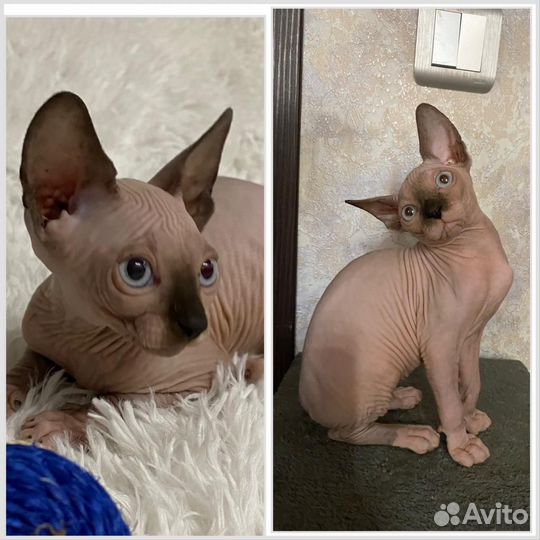 Канадский сфинкс котенок