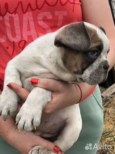 Французский бульдог