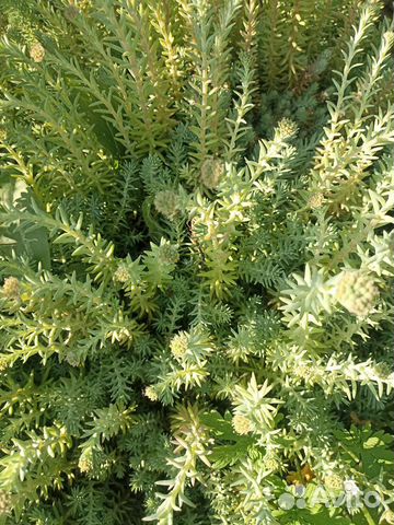 Очиток почвопокровный купить в Орле | Товары для дома и дачи | Авито