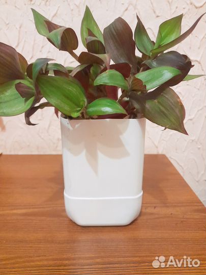 Традесканция