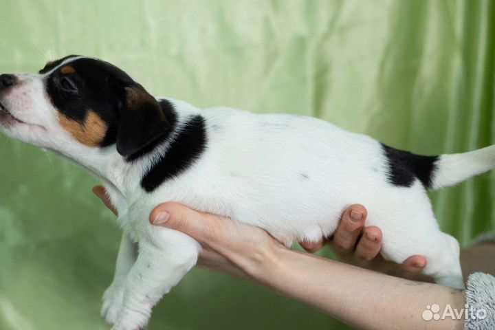 Щенки джека