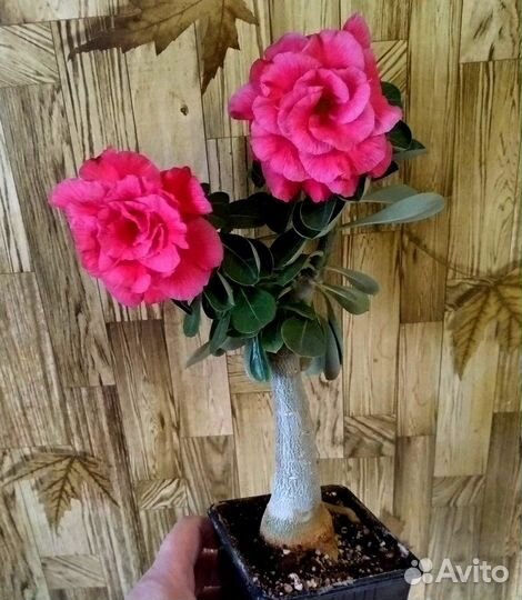 Черенки Адениума и прививки