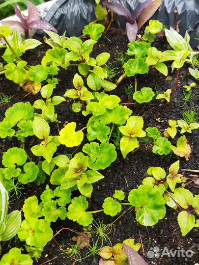 Комнатные цветы много