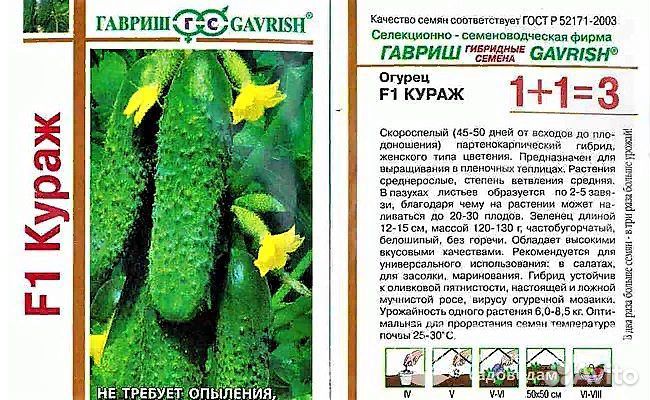 Рассада огурцов кураж