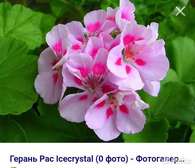 Пеларгония PAC Ice Crystal
