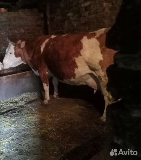 Корова высокоудойная