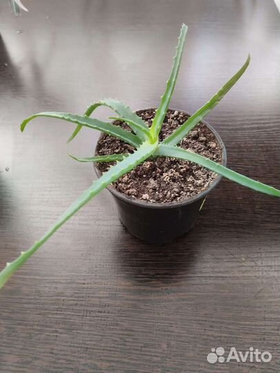 Алоэ столетник