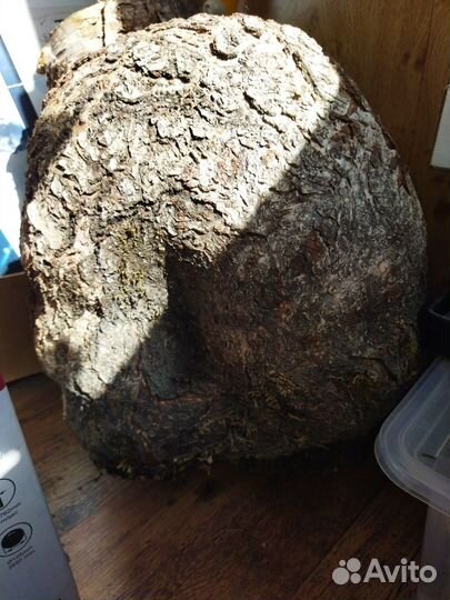 Сувель березовый