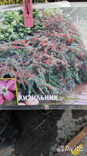 Верба на штамбе