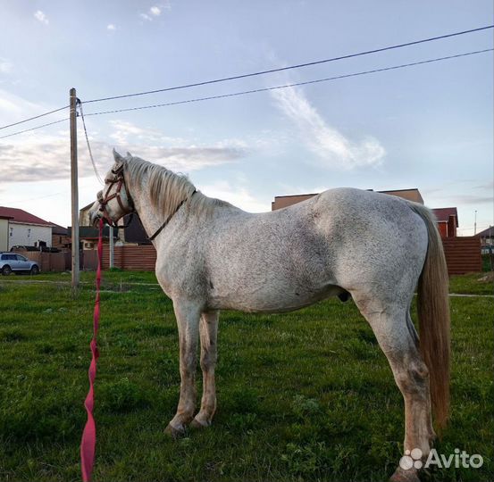 Прокат на верблюде, коне, ослике, пони