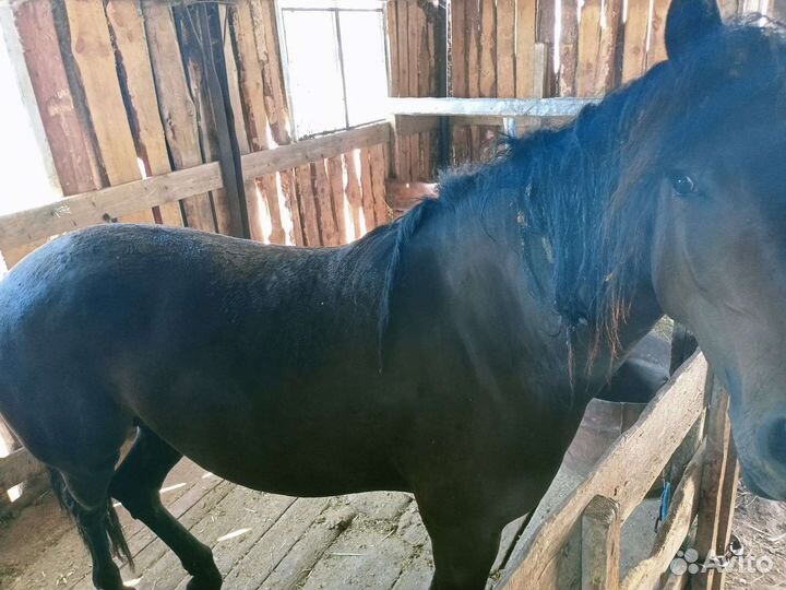 Лошадь кобыла