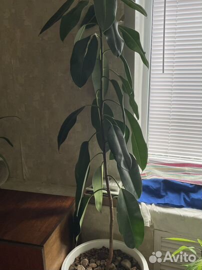Фикус каучуконосный высокий
