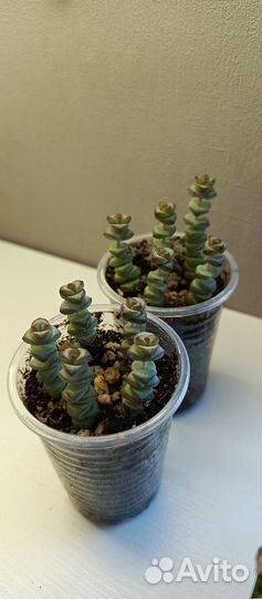 Суккуленты