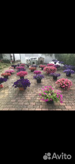 Цветы - Петуния Ампельная